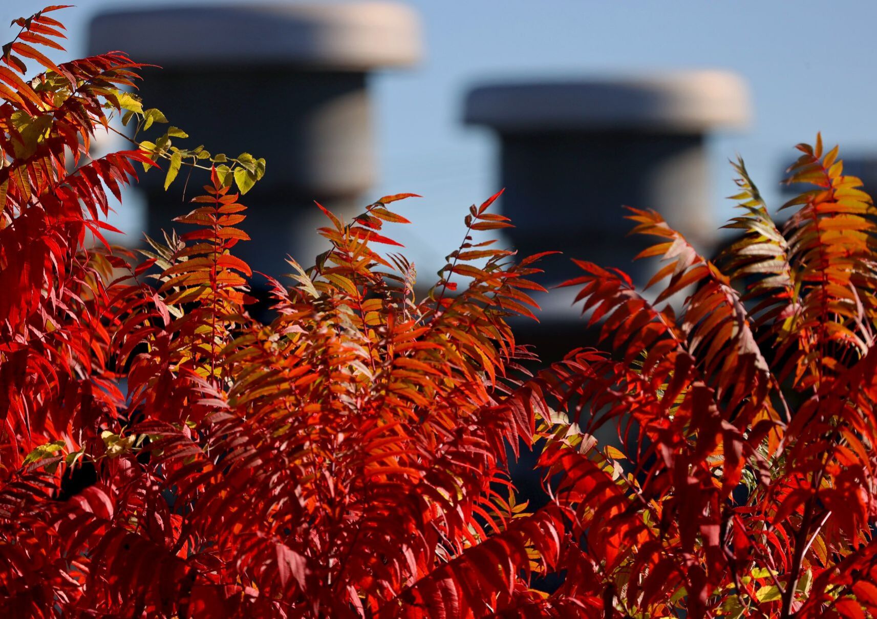 Autumn color falls on St. Louis area